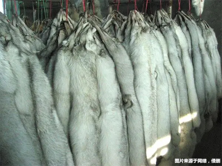 進口加拿大赤狐生態(tài)標本報關(guān) 進口加拿大赤狐生態(tài)標本報關(guān)