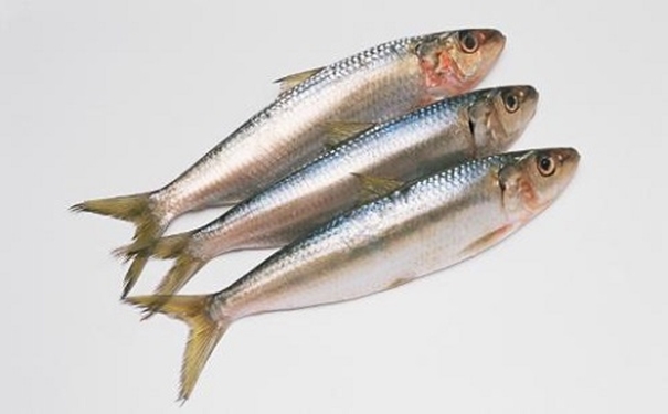 進(jìn)口沙丁魚報關(guān)代理所需資料以及進(jìn)口商所需資質(zhì) 進(jìn)口沙丁魚報關(guān)代理