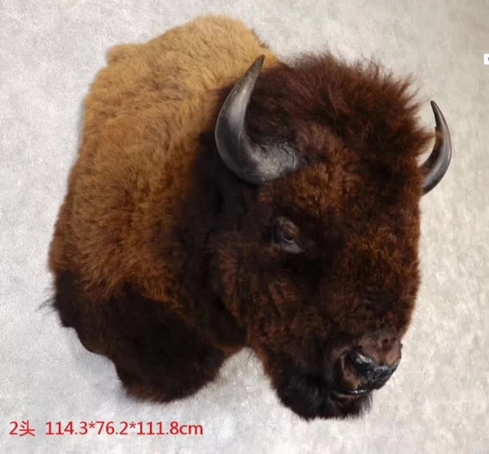 1638958788853374.jpg 北京進口野牛標本清關代理